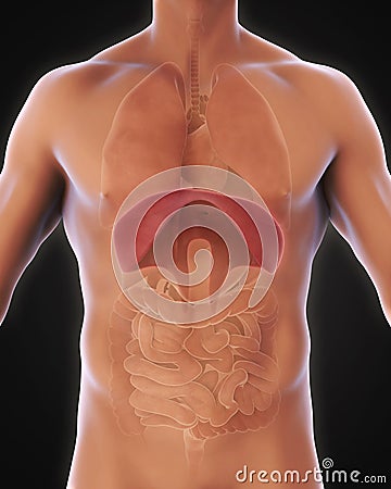 Human Diaphragm Anatomy Stock Photo