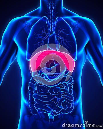 Human Diaphragm Anatomy Stock Photo