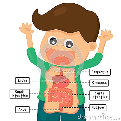 Human digestion system Stock Photo