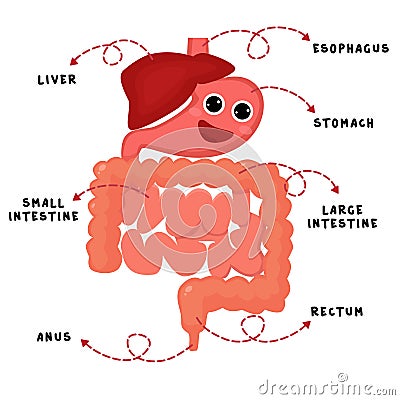 Human digestion system Stock Photo