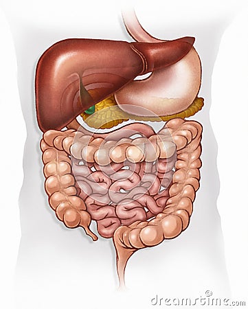 Human digestive system Cartoon Illustration