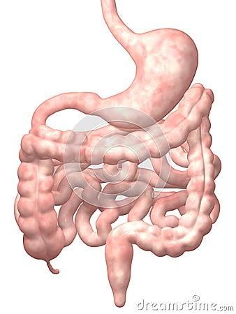 Human Digestive System Stock Photo