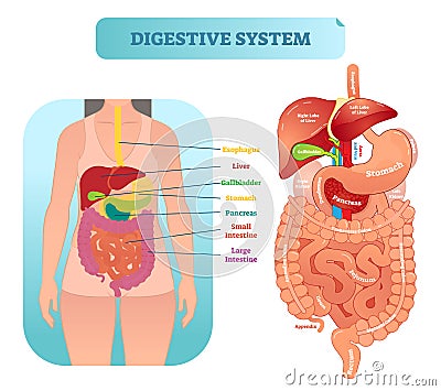 Human digestive system anatomical vector illustration diagram with inner organs. Vector Illustration