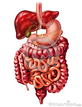 Human Digestive System Cartoon Illustration