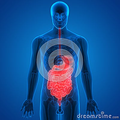 Human Digestive System Anatomy Stock Photo