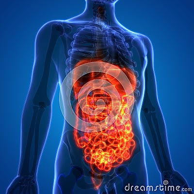 Human Digestive System Anatomy Stock Photo