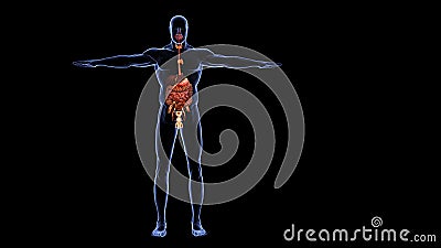 Human digestive system anatomy 3d illustration Editorial Stock Photo