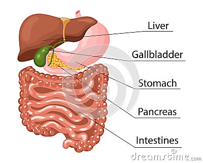 Human digestive system anatomy, infographics banner. Liver, stomach, pancreas, gallbladder, intestines. Medical concept. Vector Illustration