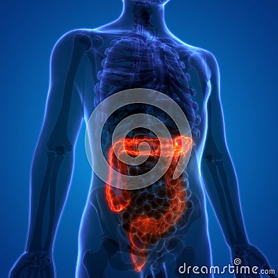 Human Digestive System Anatomy Large Intestine Stock Photo