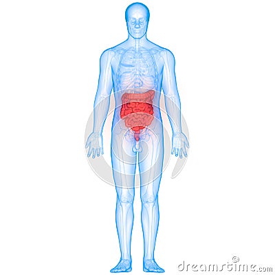 Human Digestive system Anatomy Large and Small Intestine Stock Photo