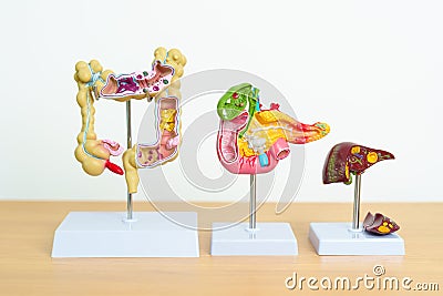human Digestive system anatomy model, Pancreas, Gallbladder, Bile Duct, Liver and Colon Large Intestine. Disease, healthcare and Stock Photo