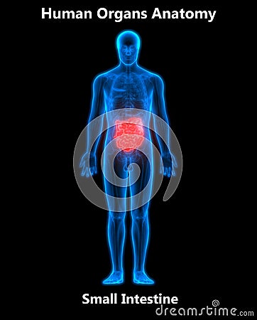 Human Digestive system Anatomy Small Intestine Stock Photo