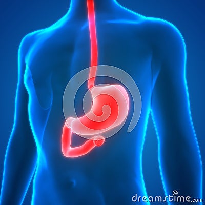 Human Digestive System Anatomy Stomach Stock Photo