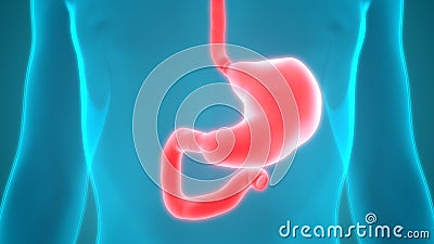 Human Digestive System Anatomy Stomach Stock Photo