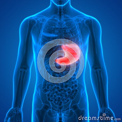 Human Digestive system Anatomy Stomach Stock Photo