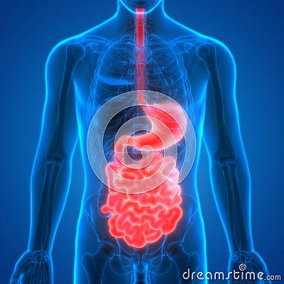 Human Digestive system Anatomy Stomach with Small Intestine Stock Photo