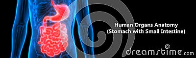 Human Digestive system Anatomy Stomach with Small Intestine Stock Photo