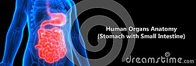 Human Digestive system Anatomy Stomach with Small Intestine Stock Photo