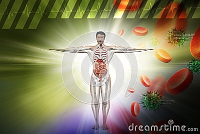 Human digestive system with, blood cells and virus Stock Photo