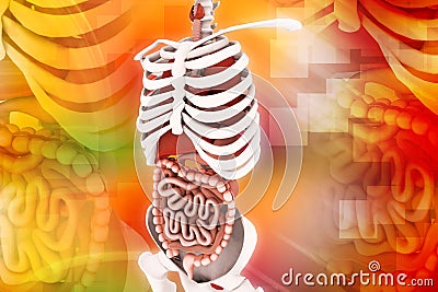 Human digestive system Stock Photo