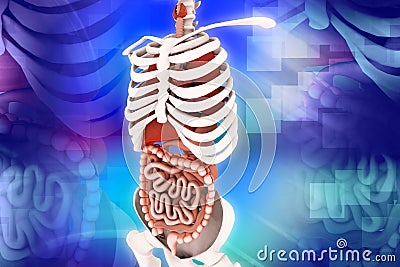 Human digestive system Stock Photo