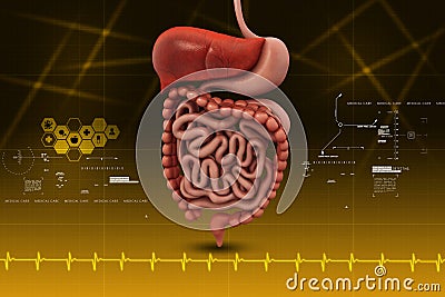 Human digestive system Stock Photo