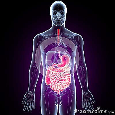 3D Illustration of Human Digestive System Anatomy Stomach with Small Intestine Stock Photo