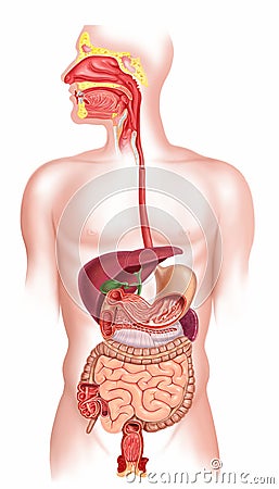 Human digestive system cross section Stock Photo