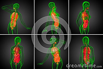 human digestive system Cartoon Illustration