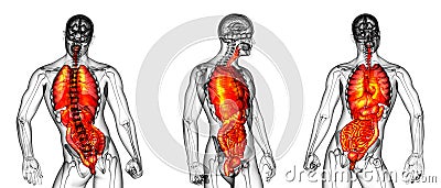 Human digestive system Cartoon Illustration