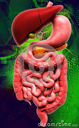 human digestive system Cartoon Illustration