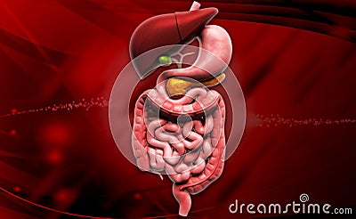 Human digestive system Cartoon Illustration