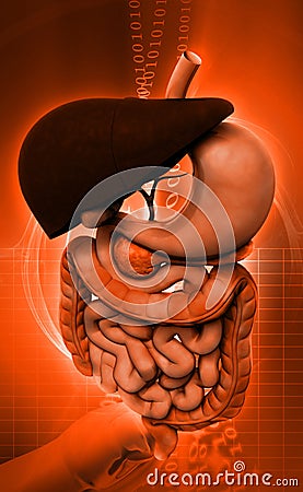 Human digestive system Cartoon Illustration