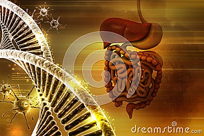 Human digestive system with dna and virus Stock Photo