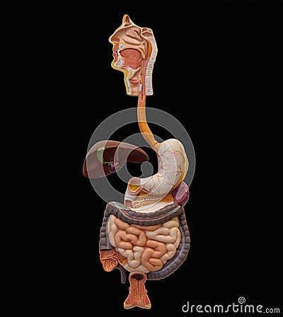 Human Digestive System (Extraction) Stock Photo