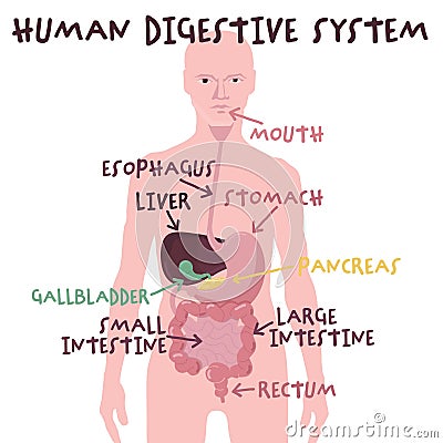 Human digestive system in flat cartoon style. Organs of digestion. Vector Illustration
