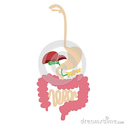 Human digestive system Stock Photo