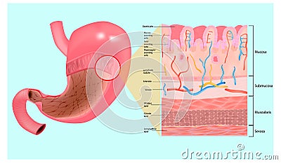 Gastric mucosa and Layers of the Stomach. Vector Illustration