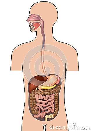 Human digestive system. Human Body Anatomy. Cartoon Illustration