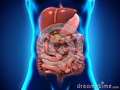 Human Digestive System Stock Photo