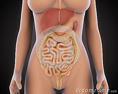 Human Digestive System Stock Photo