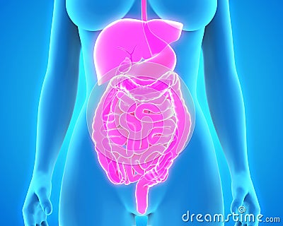 Human Digestive System Stock Photo