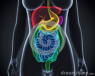 Human Digestive System Stock Photo