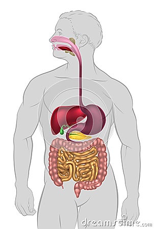 Human Digestive System Vector Illustration