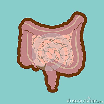 Human digestive system intestines gut anatomy gastrointestinal tract diagram. Flat Style Stock Photo