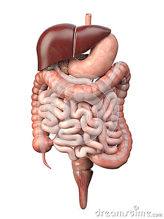 Human digestive system isolated on white background. Anatomy, internal organs Cartoon Illustration