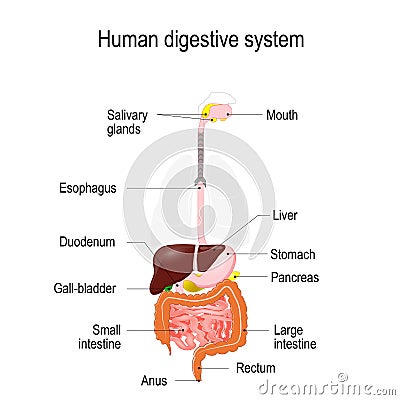 Human digestive system Vector Illustration