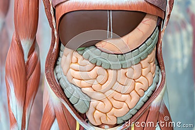 Human digestive system model in the laboratory for education Stock Photo