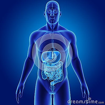 Human Digestive System with Organs Anterior view Stock Photo