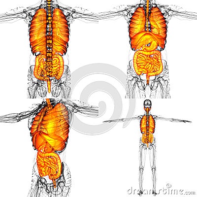 human digestive system and resp Cartoon Illustration